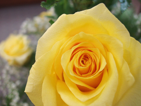 yellow roses pictures. red body red roses yellow